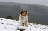 BERGER AUSTRALIEN PUPPIES 452